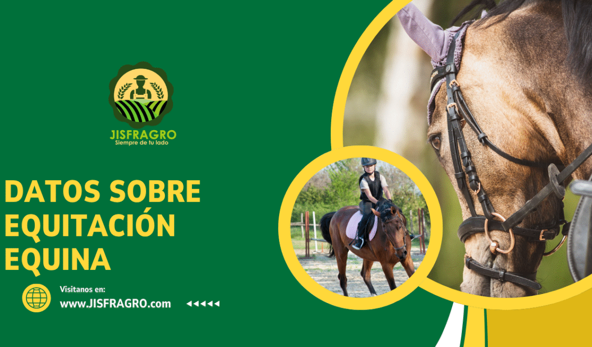 equitacion equina