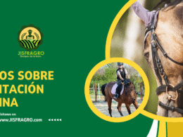 equitacion equina