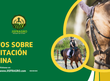 equitacion equina
